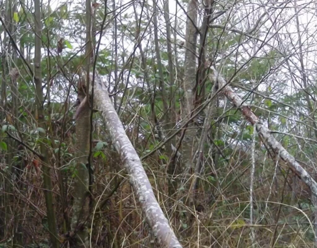 Tree Breaks Teddy Bear